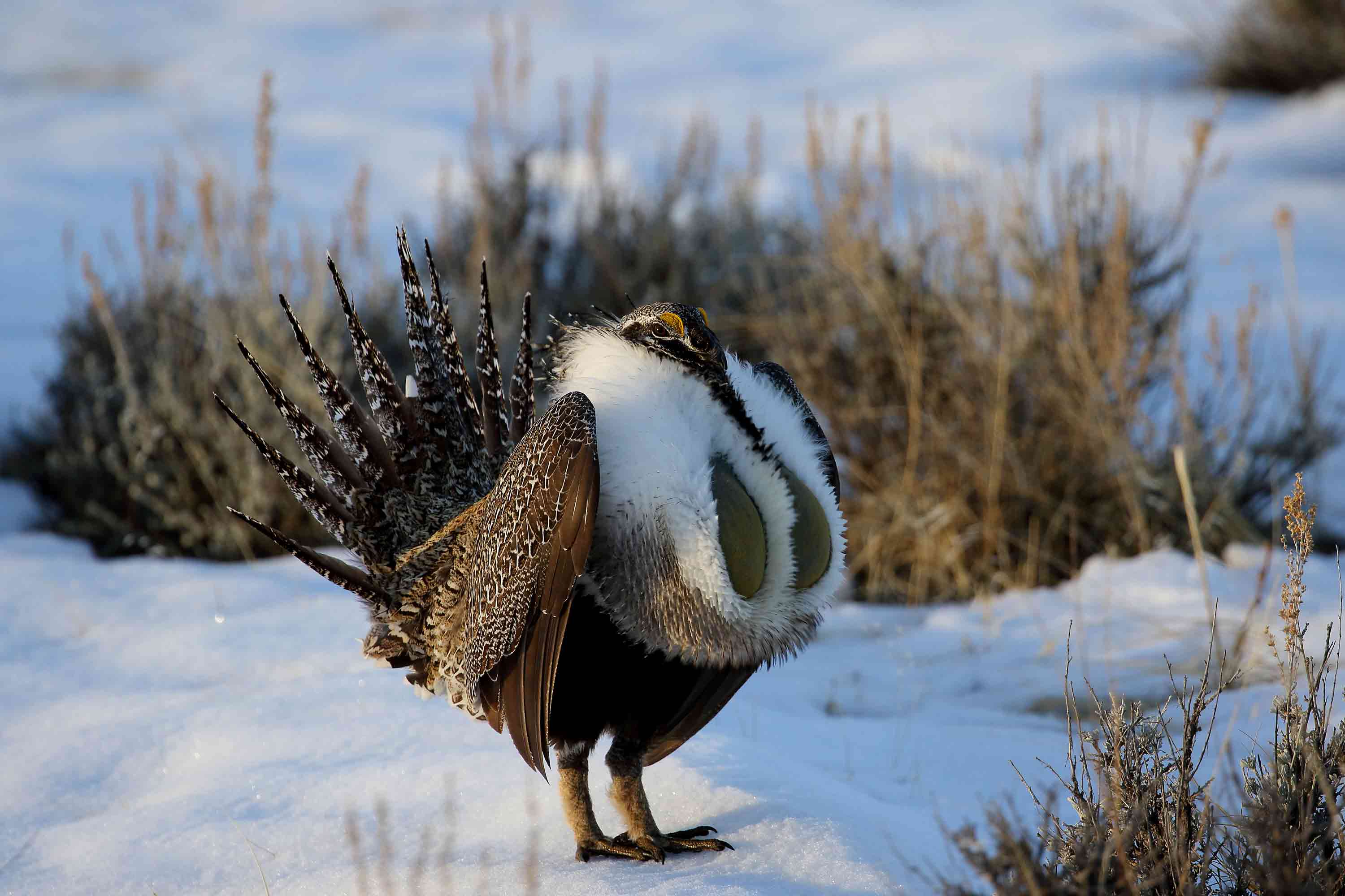 Sage grouse habitat